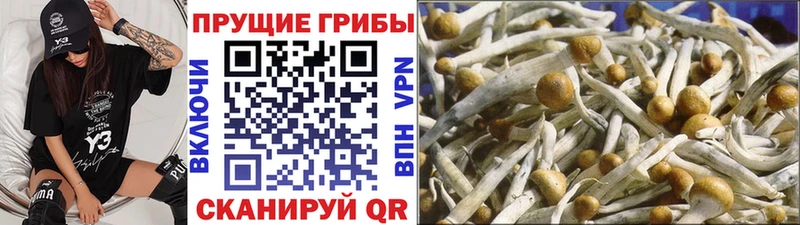 Псилоцибиновые грибы Cubensis  hydra сайт  Кирсанов 
